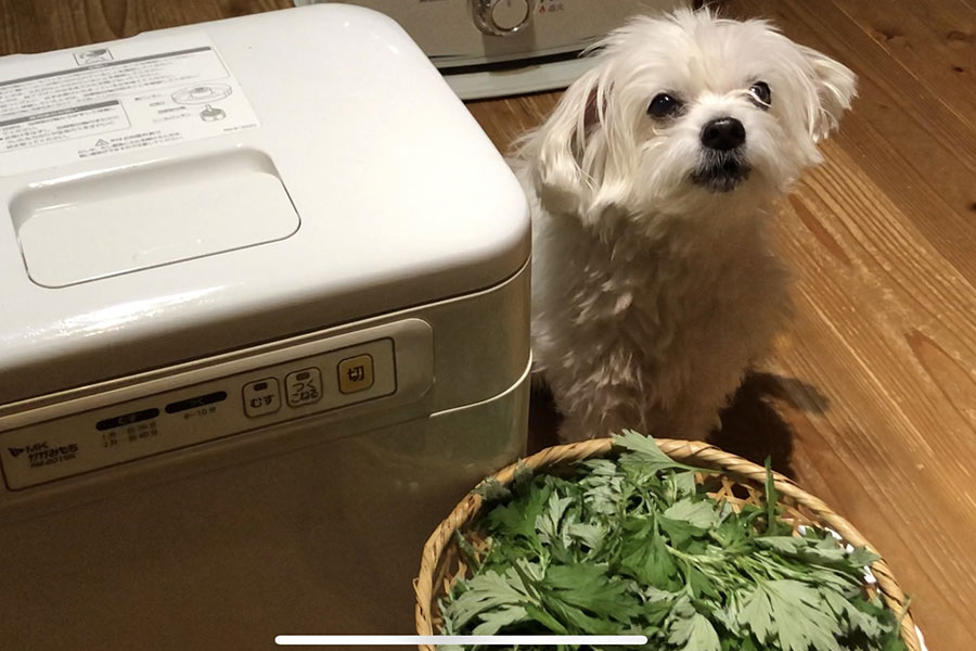 よもぎから育てる よもぎ餅の作り方 よもぎを植える あさりおん